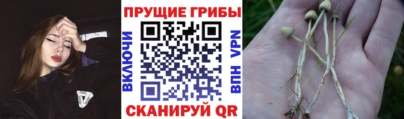 Псилоцибиновые грибы мицелий Ликино-Дулёво